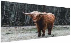 Mivali Tablou - Vacă scoțiană 2, dintr-o bucată 250x125 cm (V023931V250125)