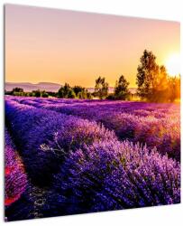 Mivali Tablou cu câmp de lavanda, dintr-o bucată 70x70 cm (V020540V7070)