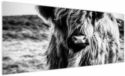 Mivali Tablou - Highland - vacă scoțiană, dintr-o bucată 250x125 cm (V023574V250125)