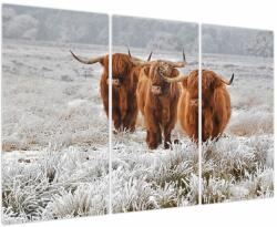 Mivali Tablou - Vaci scoțiene, din trei bucăți 120x80 cm (V023866V120803PCS)