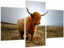 Mivali Tablou - Vaci scoțiene, din trei bucăți 90x60 cm (V023697V90603PCS)