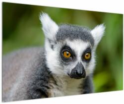 Mivali Tablou cu lemur, dintr-o bucată 120x80 cm (V021130V12080)