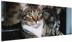 Mivali Tablou cu pisica, dintr-o bucată 145x58 cm (V020889V14558)
