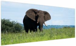 Mivali Tablou cu elefant, dintr-o bucată 250x125 cm (V021182V250125)