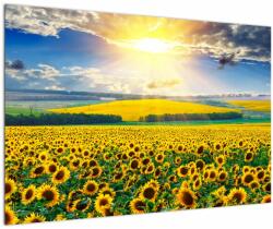Mivali Tablou - Câmp cu floarea soarelui, dintr-o bucată 90x60 cm (V022514V9060)