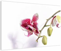 Mivali Tablou cu floarea de orhidee, dintr-o bucată 90x60 cm (V021552V9060)