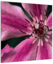 Mivali Tablou cu floarea roz de clematis, dintr-o bucată 50x50 cm (V021607V5050)