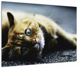 Mivali Tablou cu pisica, dintr-o bucată 70x50 cm (V020963V7050)