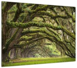Mivali Tablou pe sticlă - Oaks Avenue, Charleston, Carolina de Sud, SUA, dintr-o bucată 70x50 cm pe sticlă (V023285V7050GD)