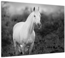 Mivali Tablou pe sticlă - Cal alb în poină, dintr-o bucată 70x50 cm pe sticlă (V023068V7050GD)