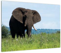 Mivali Tablou cu elefant, dintr-o bucată 70x50 cm (V021182V7050)