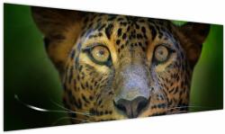 Mivali Tablou - Portretul leoparduslui, Sri Lanka (V021762V14558)