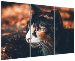 Mivali Tablou - Privirea pisicii, din trei bucăți 120x80 cm (V022578V120803PCS)