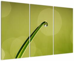 Mivali Tablou cu picătură de apă pe iarbă, din trei bucăți 120x80 cm (V020829V120803PCS)