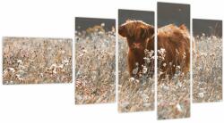 Mivali Tablou - Vacă scoțiană, din cinci bucăți 110x60 cm (V024013V11060)