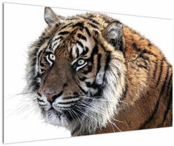 Mivali Tablou cu tigrul, dintr-o bucată 120x80 cm (V021143V12080)