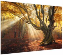 Mivali Tablou - Lumina de toamnă, dintr-o bucată 100x70 cm (V023856V10070)