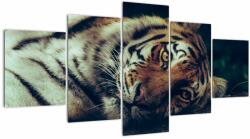 Mivali Tablou - Tigrul Siberian, din cinci bucăți 150x80 cm (V021668V150805PCS)