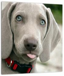 Mivali Tablou pe sticlă - cățeluș weimaraner, dintr-o bucată 30x30 cm pe sticlă (V020570V3030GD)
