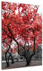 Mivali Tablou - Copacii roșii, Central Park, New York, dintr-o bucată 50x70 cm (V022930V5070)