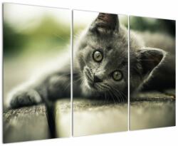 Mivali Tablou cu pisicuța, din trei bucăți 120x80 cm (V020957V120803PCS)