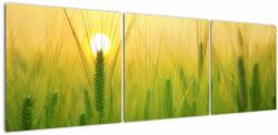 Mivali Tablou - Câmp cu cereale, din trei bucăți 150x50 cm (V022545V15050)