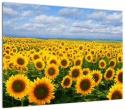 Mivali Tablou pe sticlă cu lan de floarea soarelui, dintr-o bucată 70x50 cm pe sticlă (V020946V7050GD)