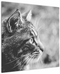 Mivali Tablou - Pisica, dintr-o bucată 70x70 cm (V022727V7070)