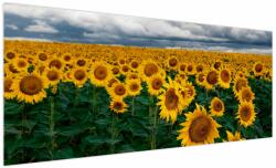 Mivali Tablou câmpului de floarea soarelui, dintr-o bucată 250x125 cm (V020662V250125)
