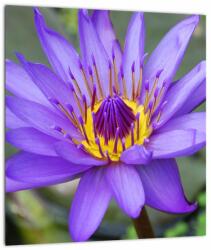 Mivali Tablou - Floare violet, dintr-o bucată 30x30 cm (V022431V3030)