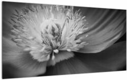 Mivali Tablou pe sticlă păpădii desflorite, dintr-o bucată 100x50 cm pe sticlă (V022273V10050GD)