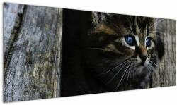 Mivali Tablou cu pisicuța, dintr-o bucată 145x58 cm (V020637V14558)