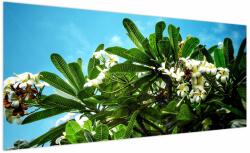 Mivali Tablou - Plumeria, dintr-o bucată 200x100 cm (V021519V200100)