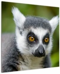 Mivali Tablou cu lemur, dintr-o bucată 70x70 cm (V021130V7070)