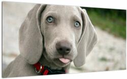 Mivali Tablou pe sticlă - cățeluș weimaraner, dintr-o bucată 100x50 cm pe sticlă (V020570V10050GD)