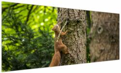 Mivali Tablou - Veverița, dintr-o bucată 250x125 cm (V021349V250125)