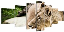 Mivali Tablou cu leoaică, din șapte bucăți 210x100 cm (V020881V210100)