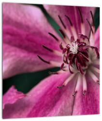 Mivali Tablou cu floarea roz de clematis, dintr-o bucată 30x30 cm (V021607V3030)