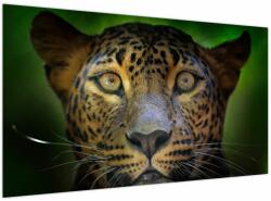 Mivali Tablou - Portretul leoparduslui, Sri Lanka (V021762V12070)