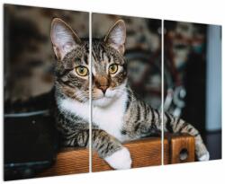 Mivali Tablou cu pisica, din trei bucăți 120x80 cm (V020889V120803PCS)