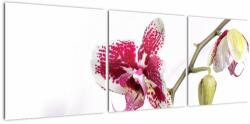 Mivali Tablou cu floarea de orhidee, din trei bucăți 120x40 cm (V021552V12040)