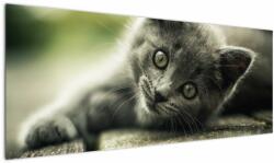 Mivali Tablou cu pisicuța, dintr-o bucată 145x58 cm (V020957V14558)
