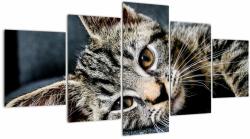 Mivali Tablou - Pisoi, din cinci bucăți 150x80 cm (V022460V150805PCS)