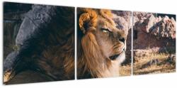 Mivali Tablou cu leul dormind, din trei bucăți 120x40 cm (V021249V12040)