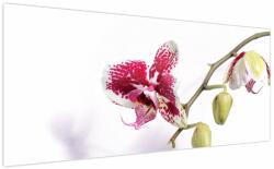 Mivali Tablou cu floarea de orhidee, dintr-o bucată 200x100 cm (V021552V200100)
