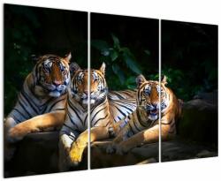 Mivali Tablou - Tigrii frați, din trei bucăți 120x80 cm (V022849V120803PCS)