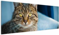 Mivali Tablou - Pisica domestică, dintr-o bucată 145x58 cm (V021323V14558)