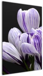 Mivali Tablou - Crocus violet, dintr-o bucată 60x90 cm (V022589V6090)