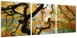 Mivali Tablou - Arțarul japonez galben, Portland, Oregon, din trei bucăți 90x30 cm (V023676V9030)