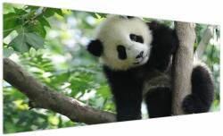 Mivali Tablou - Panda in copac, dintr-o bucată 250x125 cm (V023757V250125)
